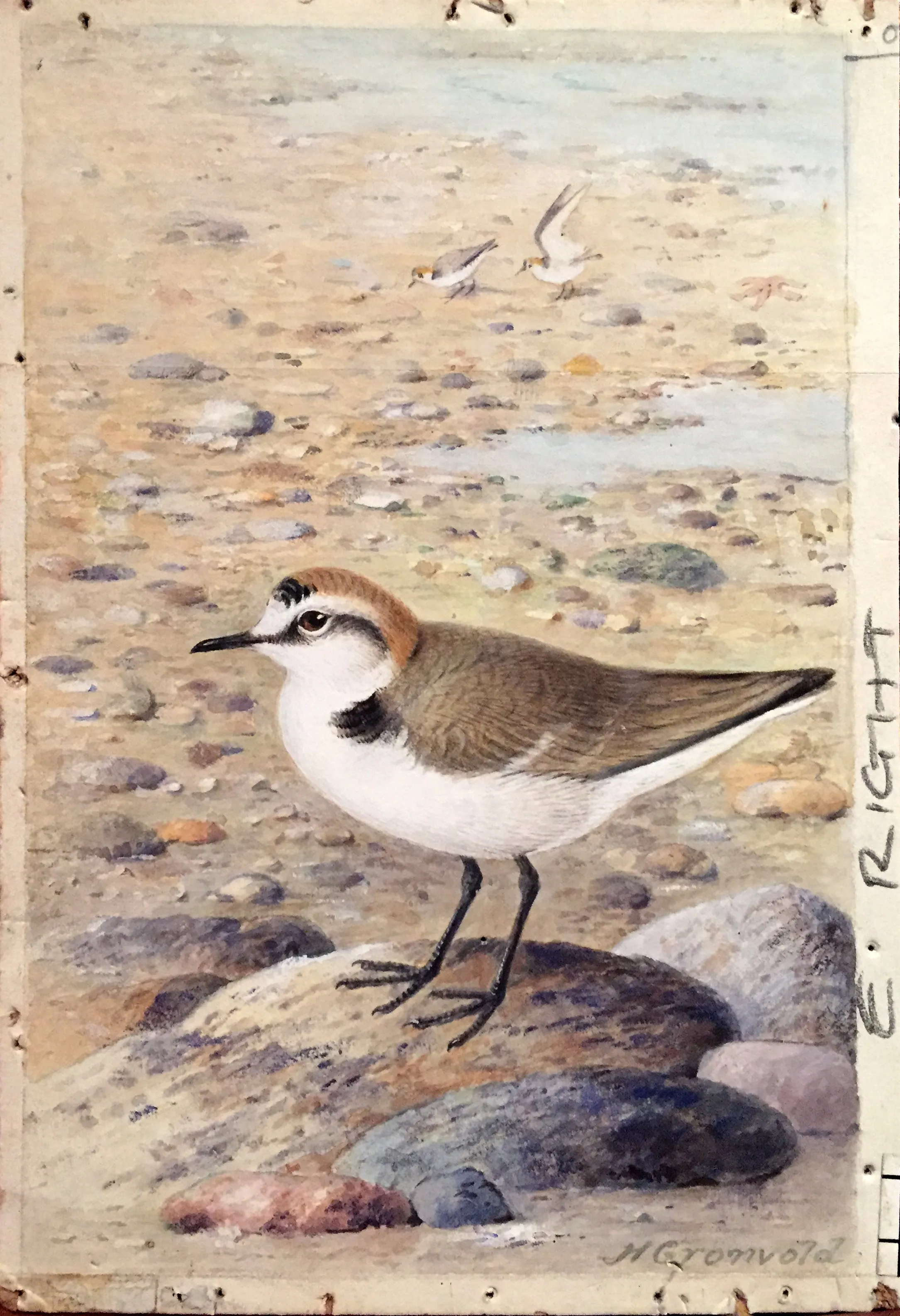 Henrik Grönvold (Danish, 1858 –1940), Gialitis Cantiana (Kentish Plover)